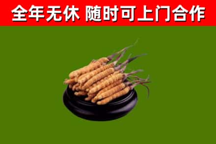 珠晖区回收冬虫夏草